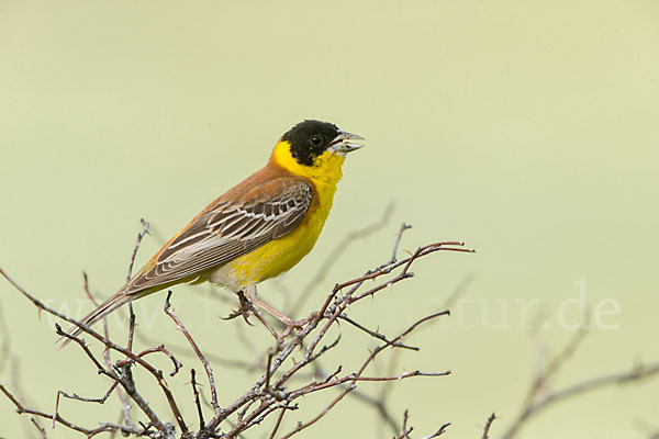 Kappenammer (Emberiza melanocephala)