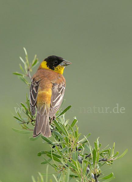 Kappenammer (Emberiza melanocephala)