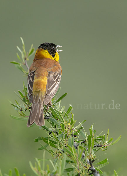 Kappenammer (Emberiza melanocephala)