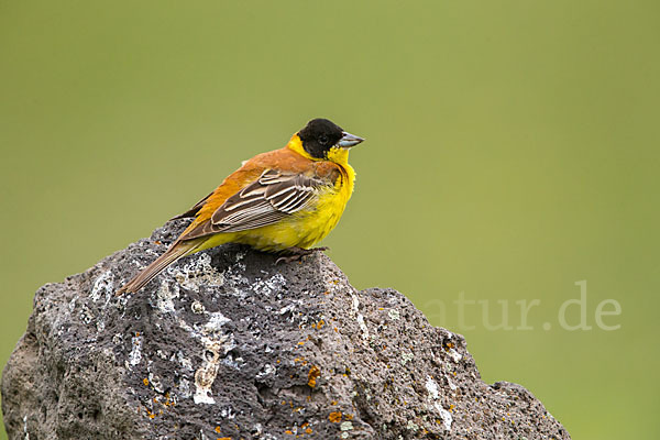 Kappenammer (Emberiza melanocephala)