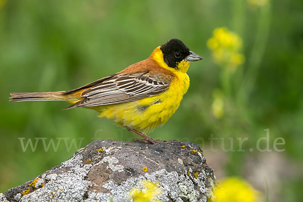 Kappenammer (Emberiza melanocephala)