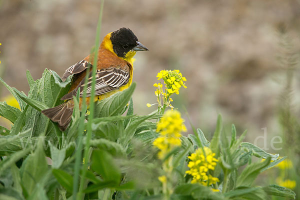 Kappenammer (Emberiza melanocephala)