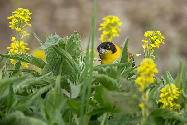 Kappenammer (Emberiza melanocephala)