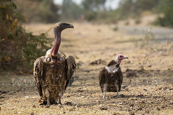 Kappengeier (Necrosyrtes monachus)