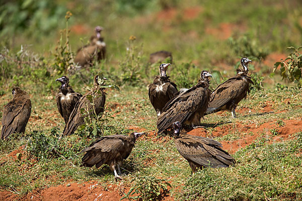 Kappengeier (Necrosyrtes monachus)