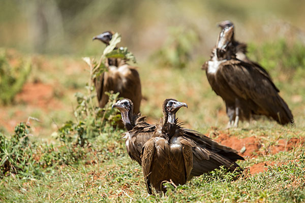 Kappengeier (Necrosyrtes monachus)