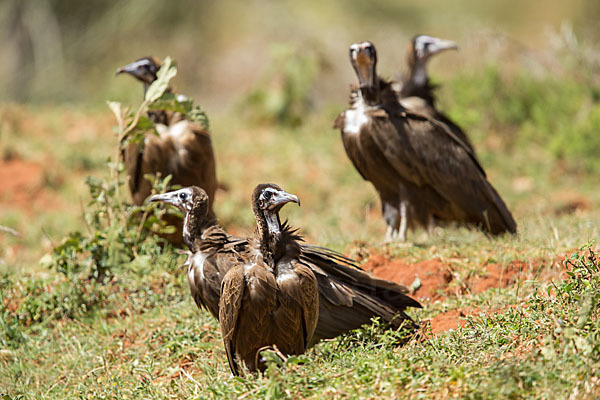 Kappengeier (Necrosyrtes monachus)