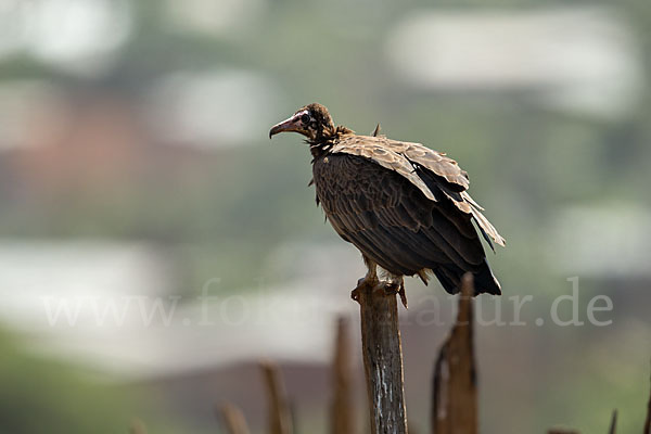 Kappengeier (Necrosyrtes monachus)