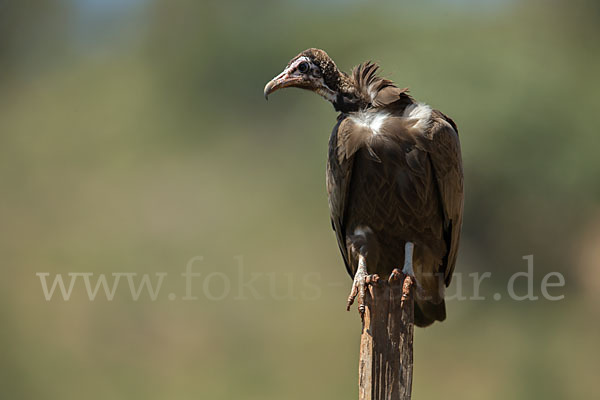 Kappengeier (Necrosyrtes monachus)