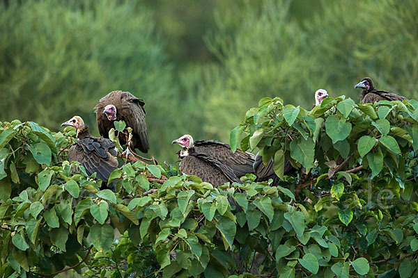 Kappengeier (Necrosyrtes monachus)