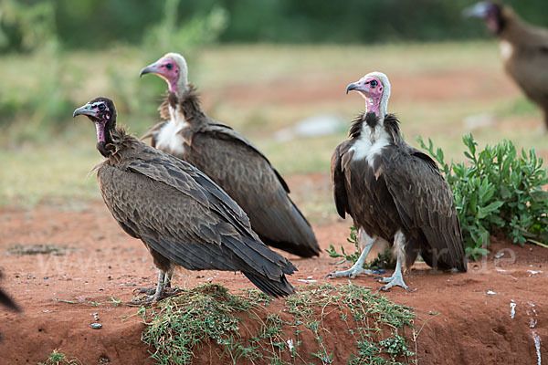 Kappengeier (Necrosyrtes monachus)