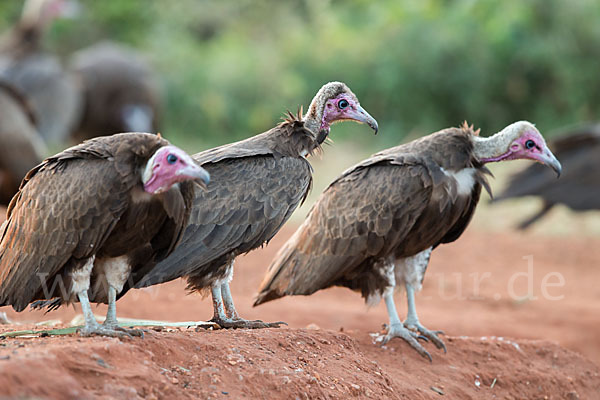 Kappengeier (Necrosyrtes monachus)