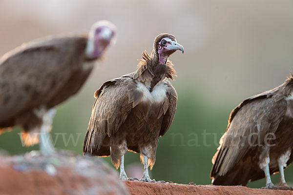 Kappengeier (Necrosyrtes monachus)