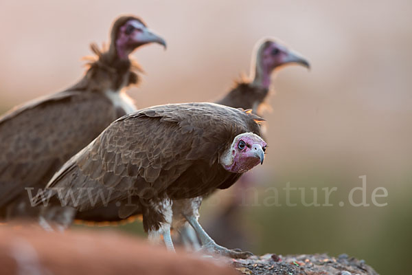 Kappengeier (Necrosyrtes monachus)