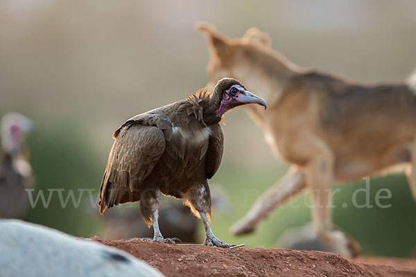 Kappengeier (Necrosyrtes monachus)