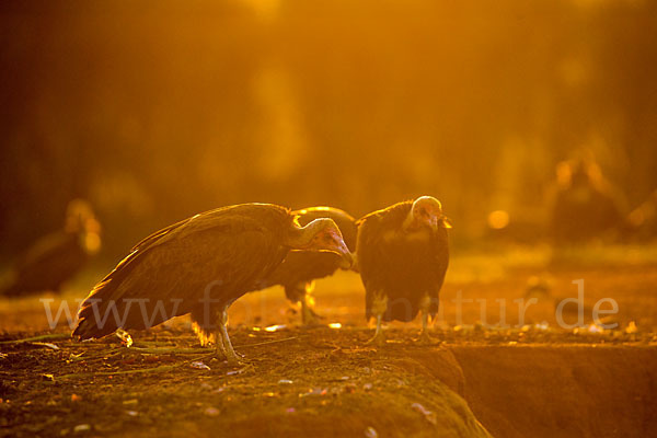 Kappengeier (Necrosyrtes monachus)