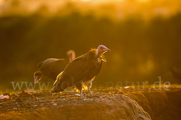 Kappengeier (Necrosyrtes monachus)