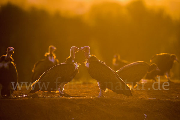 Kappengeier (Necrosyrtes monachus)