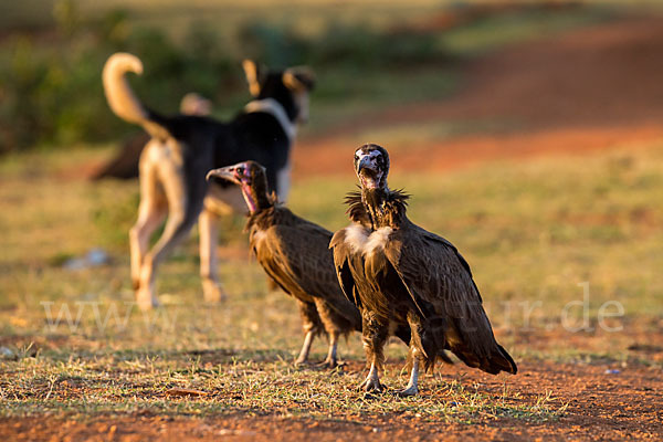 Kappengeier (Necrosyrtes monachus)