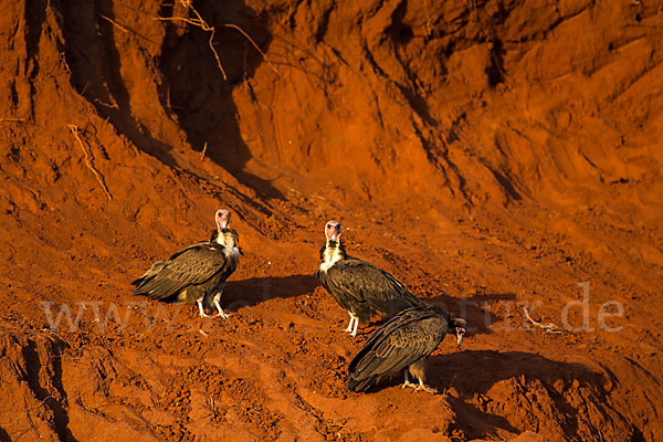 Kappengeier (Necrosyrtes monachus)