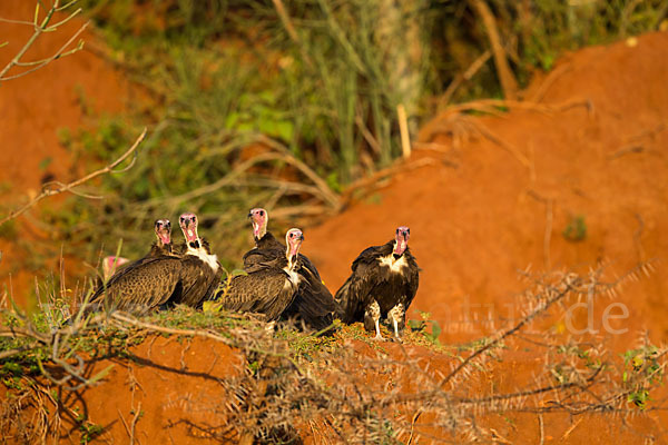 Kappengeier (Necrosyrtes monachus)