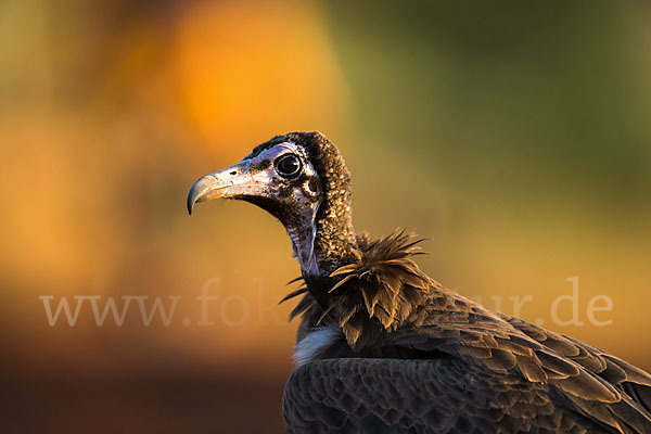 Kappengeier (Necrosyrtes monachus)