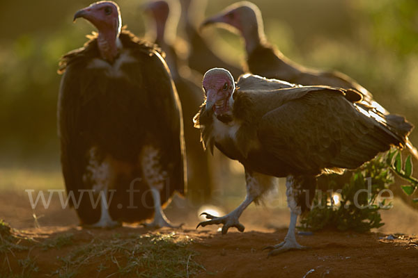 Kappengeier (Necrosyrtes monachus)