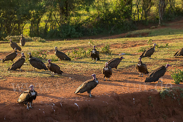 Kappengeier (Necrosyrtes monachus)