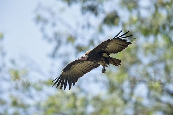 Kappengeier (Necrosyrtes monachus)