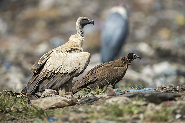 Kappengeier (Necrosyrtes monachus)