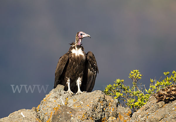 Kappengeier (Necrosyrtes monachus)