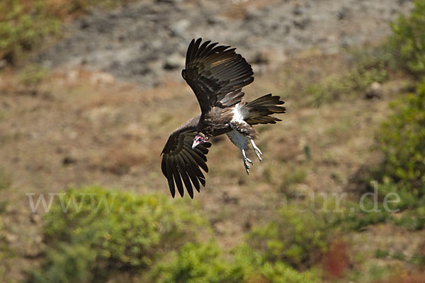 Kappengeier (Necrosyrtes monachus)