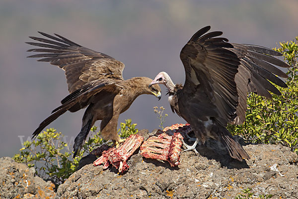 Kappengeier (Necrosyrtes monachus)