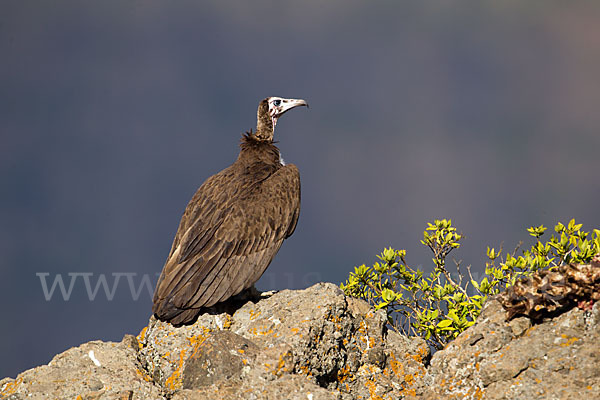 Kappengeier (Necrosyrtes monachus)