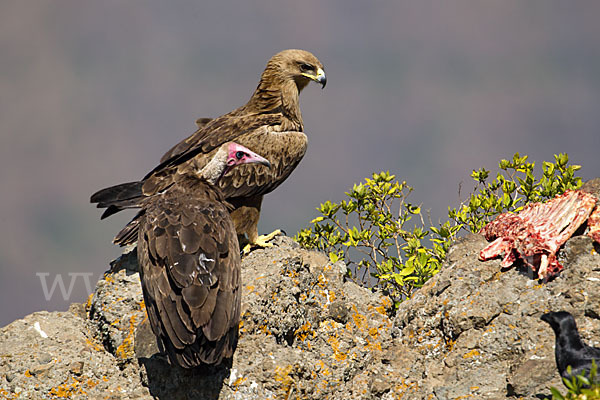 Kappengeier (Necrosyrtes monachus)