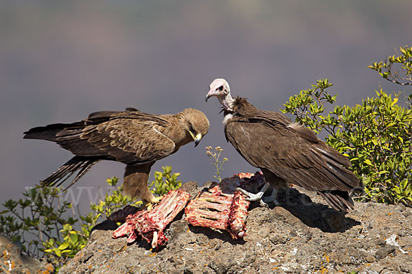 Kappengeier (Necrosyrtes monachus)