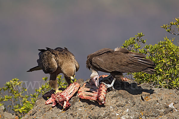 Kappengeier (Necrosyrtes monachus)