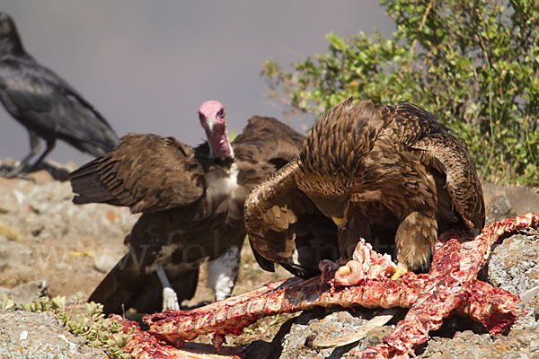 Kappengeier (Necrosyrtes monachus)