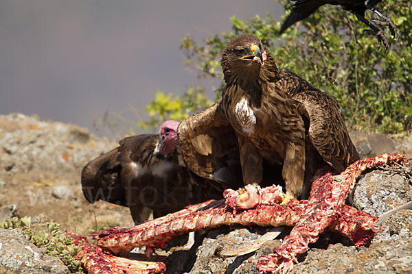 Kappengeier (Necrosyrtes monachus)