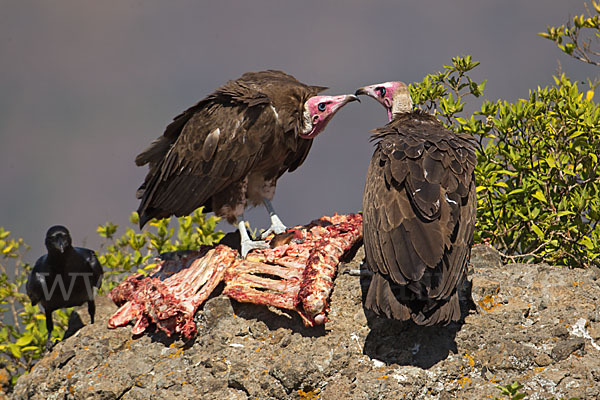 Kappengeier (Necrosyrtes monachus)