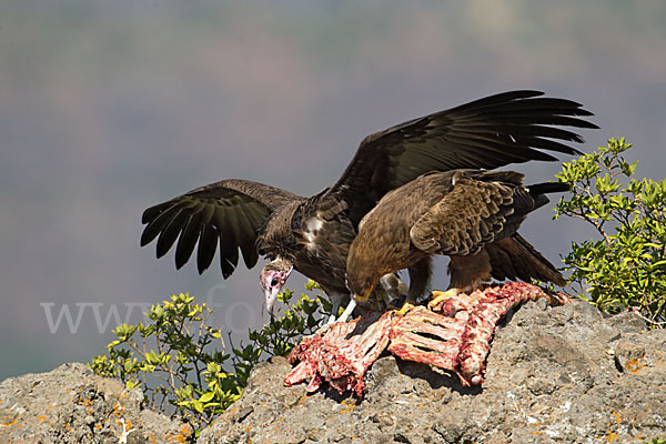 Kappengeier (Necrosyrtes monachus)