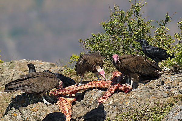 Kappengeier (Necrosyrtes monachus)