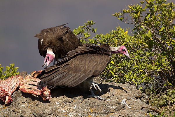 Kappengeier (Necrosyrtes monachus)