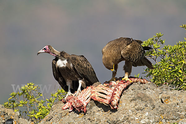 Kappengeier (Necrosyrtes monachus)