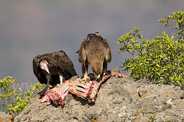 Kappengeier (Necrosyrtes monachus)