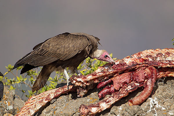 Kappengeier (Necrosyrtes monachus)