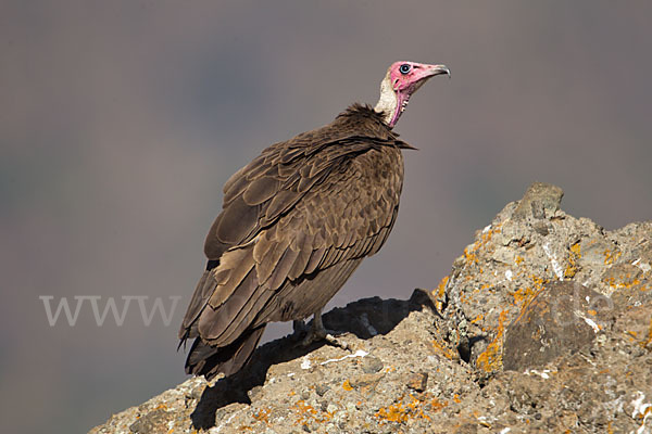 Kappengeier (Necrosyrtes monachus)