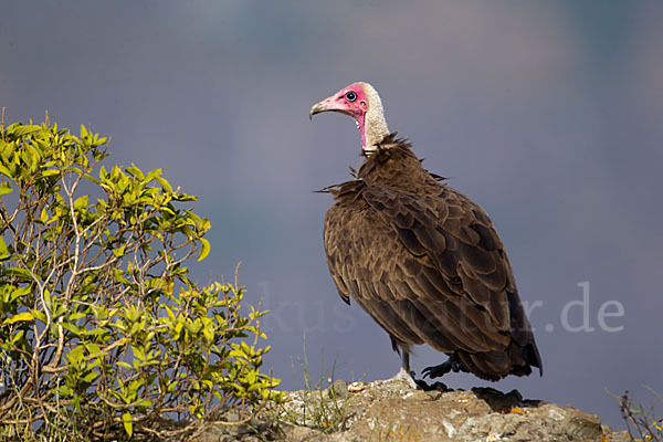 Kappengeier (Necrosyrtes monachus)