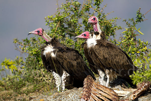 Kappengeier (Necrosyrtes monachus)