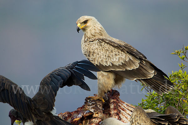 Kappengeier (Necrosyrtes monachus)